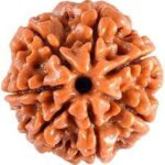 Sapta Mukhi Rudraksha Price: A Small Bead with Big Belief sapta mukhi rudraksha price