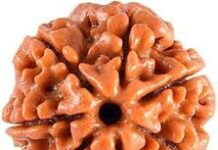 Sapta Mukhi Rudraksha Price: A Small Bead with Big Belief sapta mukhi rudraksha price
