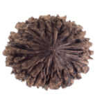 How 2 mukhi rudraksha Helps Improve Relationships and Harmony 2 mukhi rudraksha