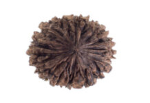 How 2 mukhi rudraksha Helps Improve Relationships and Harmony 2 mukhi rudraksha