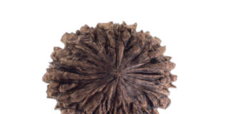 How 2 mukhi rudraksha Helps Improve Relationships and Harmony 2 mukhi rudraksha