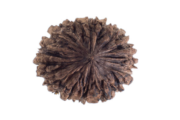 How 2 mukhi rudraksha Helps Improve Relationships and Harmony 2 mukhi rudraksha
